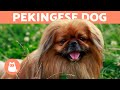 PEKINGESE DOG 🐶 The Longhaired Royal Dog Breed の動画、YouTube動画。