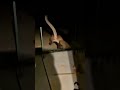 Mother Cat vs Mountain Lion — Real Courage in the Backyard 🐈⬛🦁 #animalrescue #cathero #ViralShorts
