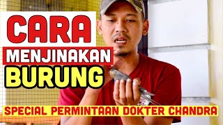 Cara Menjinakan Falk Parkit Australia #caramenjinakanburung #burungparuhbengkok