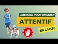 1 exercice pour un chien plus attentif en laisse