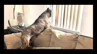 Pitbull Barking Guard Dog !!! Pitbull Barking Guard Dog !!!