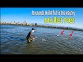 Amazing Cast Net Fishing Mullet On The Estuary - Thousands Of Mullets Fish In Here