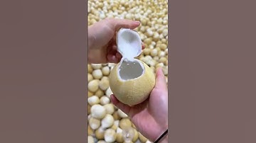 Hướng Dẫn Cách Trọc Dừa Không Cần Dụng Cụ | Bear Vietnam