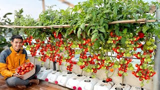 The Most Unique Way Grow Tomatoes You've Ever Seen, Didn't Expect So Many Fruits