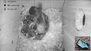 Blue Tit Nest box Loughborough - livestream - 6 eggs hatched @nestboxcam-loughborough