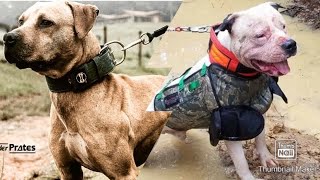 American Bulldog TV : Ep. 02  The “Pit Bull” vs American Bulldog