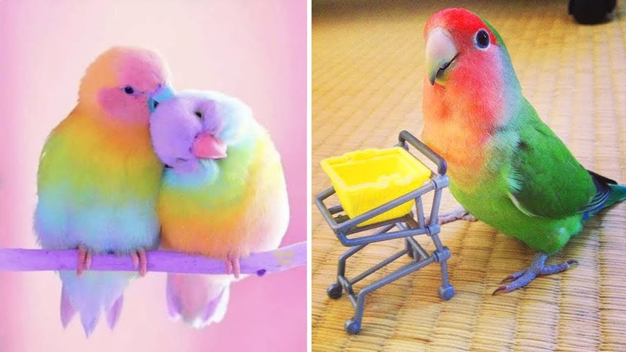 Baby Animals  Funny Parrots and Cute Birds Compilation (2021 ...