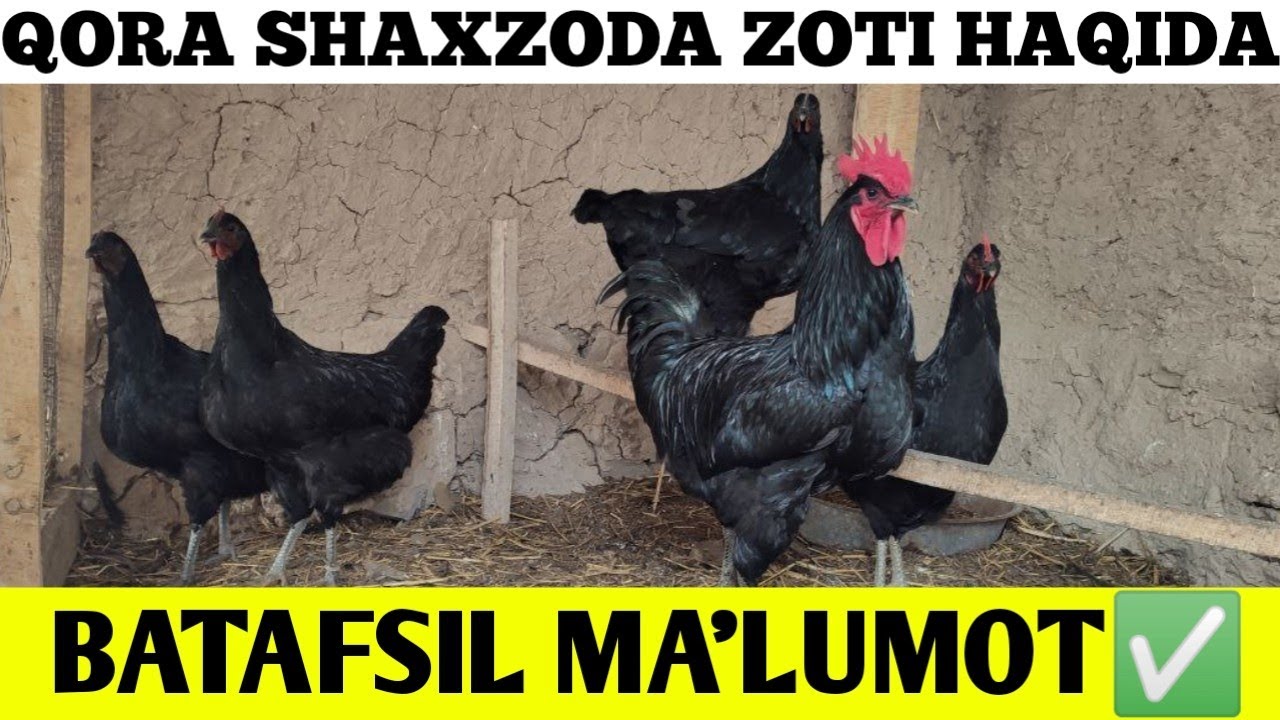 Doggy uslubidagi yalangoch eshaklarning fotosuratlariga qarang