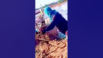 cool techniques of tractor operators when plowing rice fields #shorts