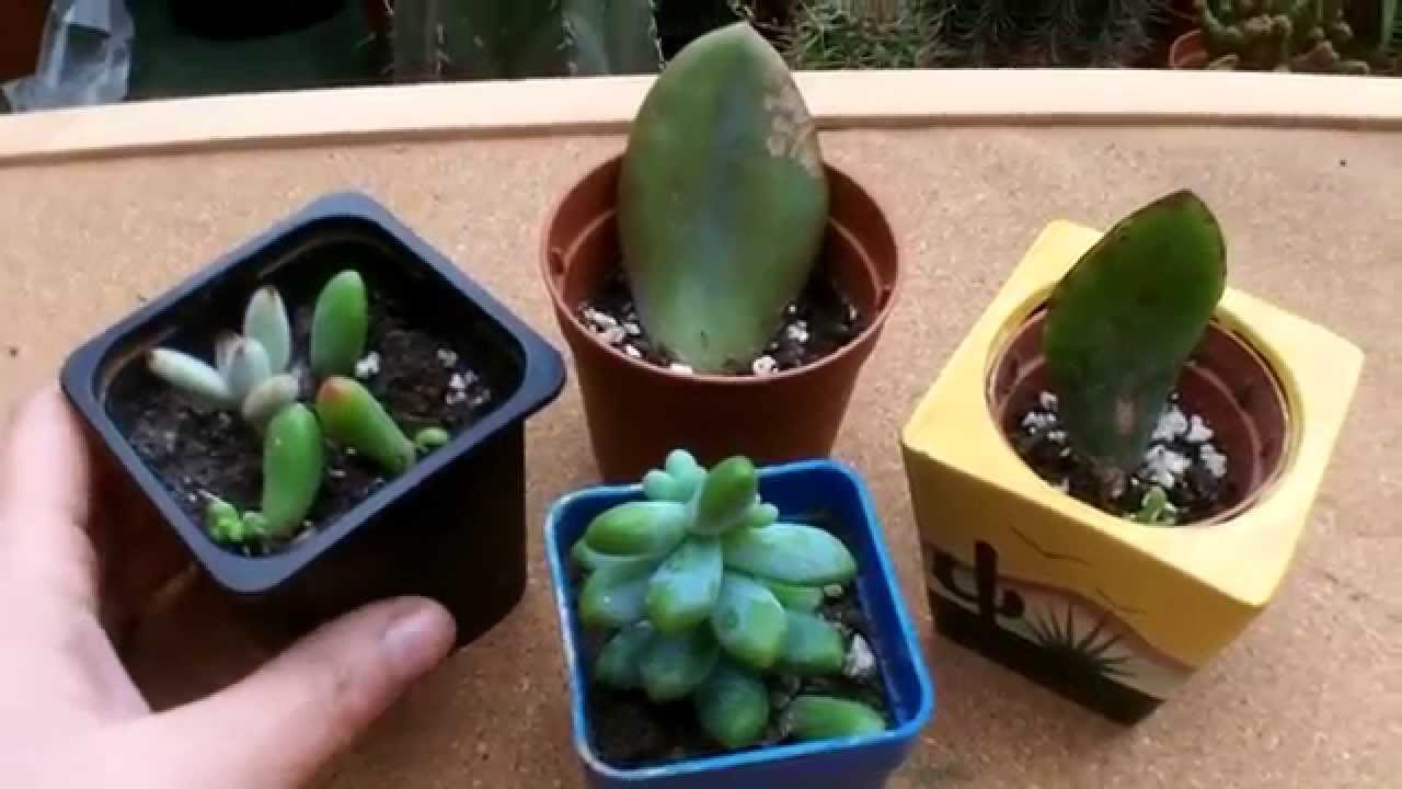 How to Propagate Succulents the easy way - YouTube