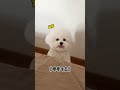 早上不想起床千万不要和小狗对视 小狗 比熊 萌宠 早上不想起床千万不要和小狗对视 小狗 比熊 萌宠