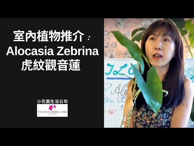 室內植物推介: 虎紋觀音蓮 / Alocasia Zebrina