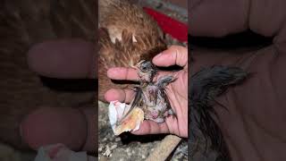 Cruel Young hen Don't Like her baby chick