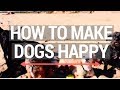 HOW TO MAKE DOGS HAPPY - The Vlogs Are Back! 😄