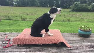 Training session with my 4.5 month old Border collie puppy (off leash) by Northern lights BORDER COLLIES 4,643 views 3 years ago 3 minutes, 17 seconds