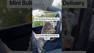 Part 1  Bulldog Breeders Near me? Why this isn’t always the smartest move when getting a new puppy