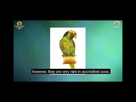 Il pappagallo (Trichoglossus flavoviridis flavoviridis ) Parte 8
