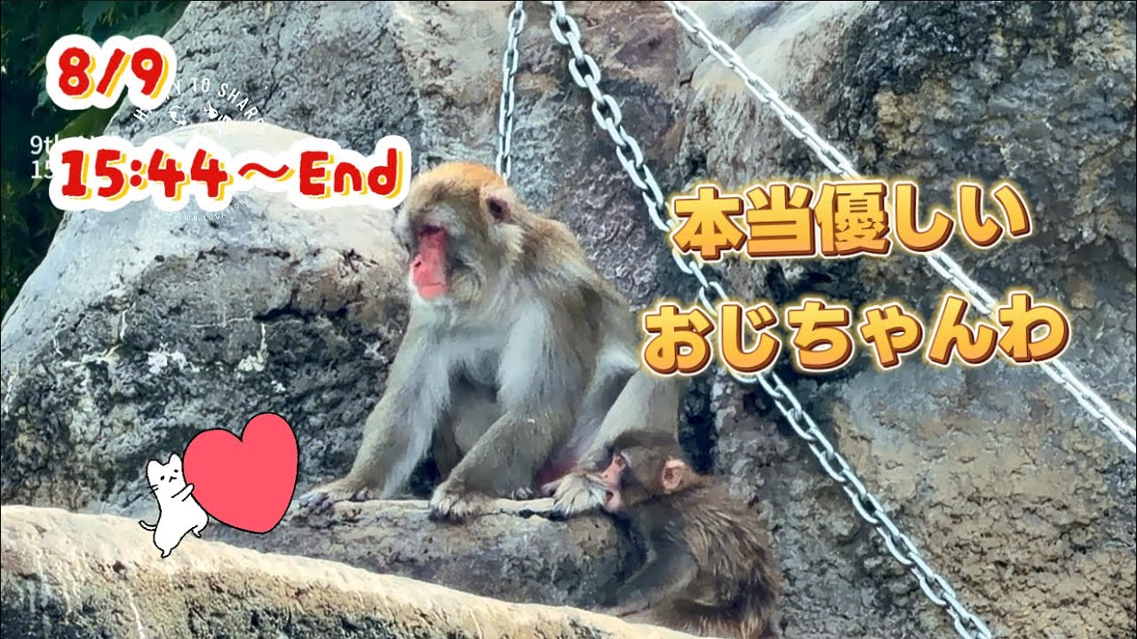 子猿ちゃん 追加 YouTube
