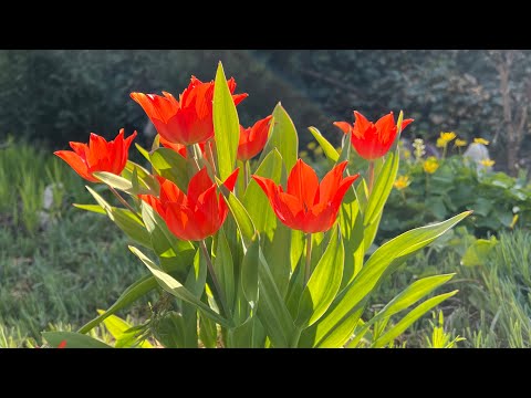 Tulips, a joyful spring welcome! Important to know!