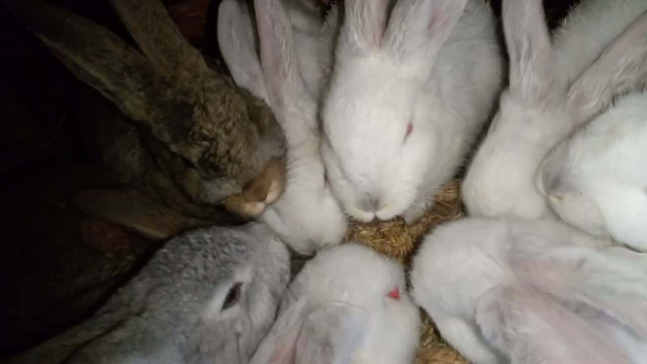 Простий обзор мого господарства😊😊