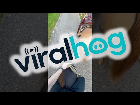 Sneaky Pony Bites Horse and Rider Gets Hit on the Shin || ViralHog