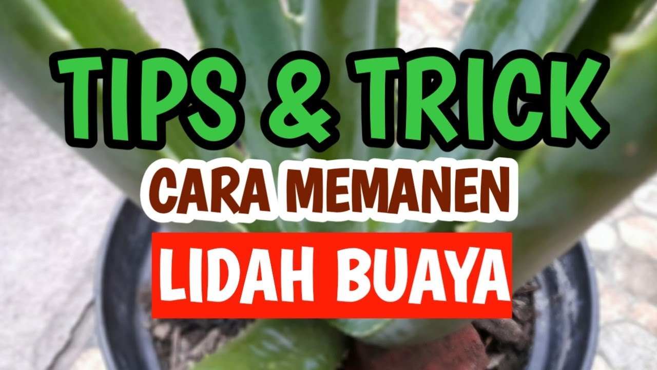CARA MEMANEN LIDAH BUAYA