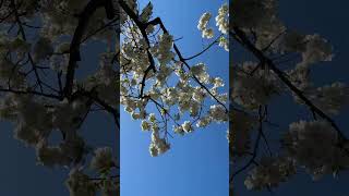 🌸. #vlog #uk #nature #fyp #foryou #trending #shorts #love #like #music #viralvideo #youtubeshorts