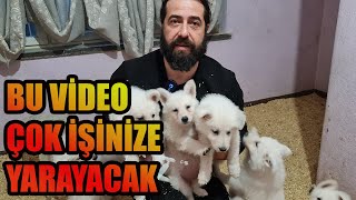 YAVRU KÖPEK BAKIMI VE YAVRU SEÇİMİ NASIL OLMALI