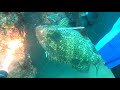 【魚突き】過去の漁獲8 ヤイトハタ、クエ、スジアラなど【Spearfishing in JAPAN】