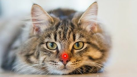 Why Cats Go Crazy for Laser Pointers?