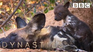 Painted Wolf protects Pups from Honey Badgers | Dynasties  BBC