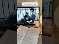 She is me, &amp; I'm HER #booktube #classicliterature #poetry #bookrecommendations #books #ytshorts