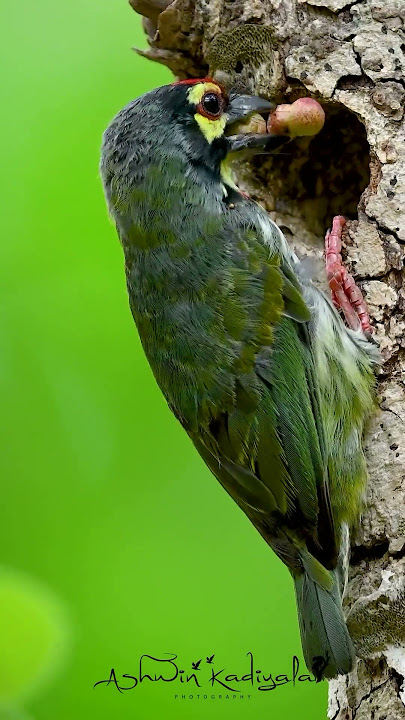 This Coppersmith Barbet Stuff Its Face with Fruits 🍉