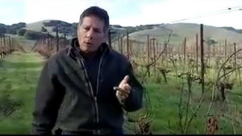 Vine to Wine - Pruning