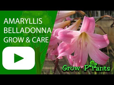 Amaryllis belladonna - Grow and care (Jersey lily)