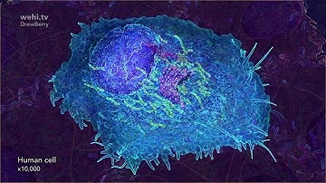 What is Optimism? With David Deutsch, Physicist