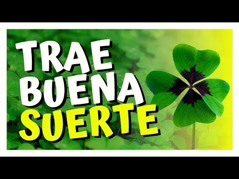 Video: ¿Por qué los tréboles de cuatro hojas dan suerte?