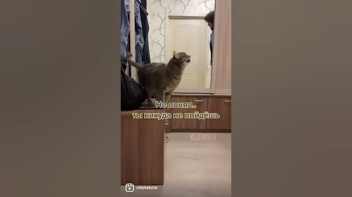 Video 11522511: cat cute funny smile