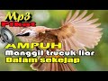 Suara pikat Burung Trucukan Paling Ampuh Untuk Pikat mp3 sekali di nyalakan datang sekebon.