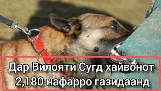 ОСТОРОЖНО❗В Согдийской области 2180 человек были укушены животными