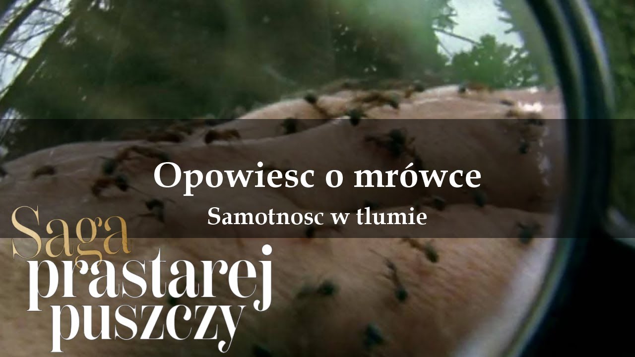 Saga prastarej puszczy 02 Opowieść o mrówce Samotność w tłumie - YouTube