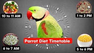 तोते को दिन में कब और क्या खाना देना है / Diet Schedule for Ringneck and Alexander Parrot !! screenshot 4