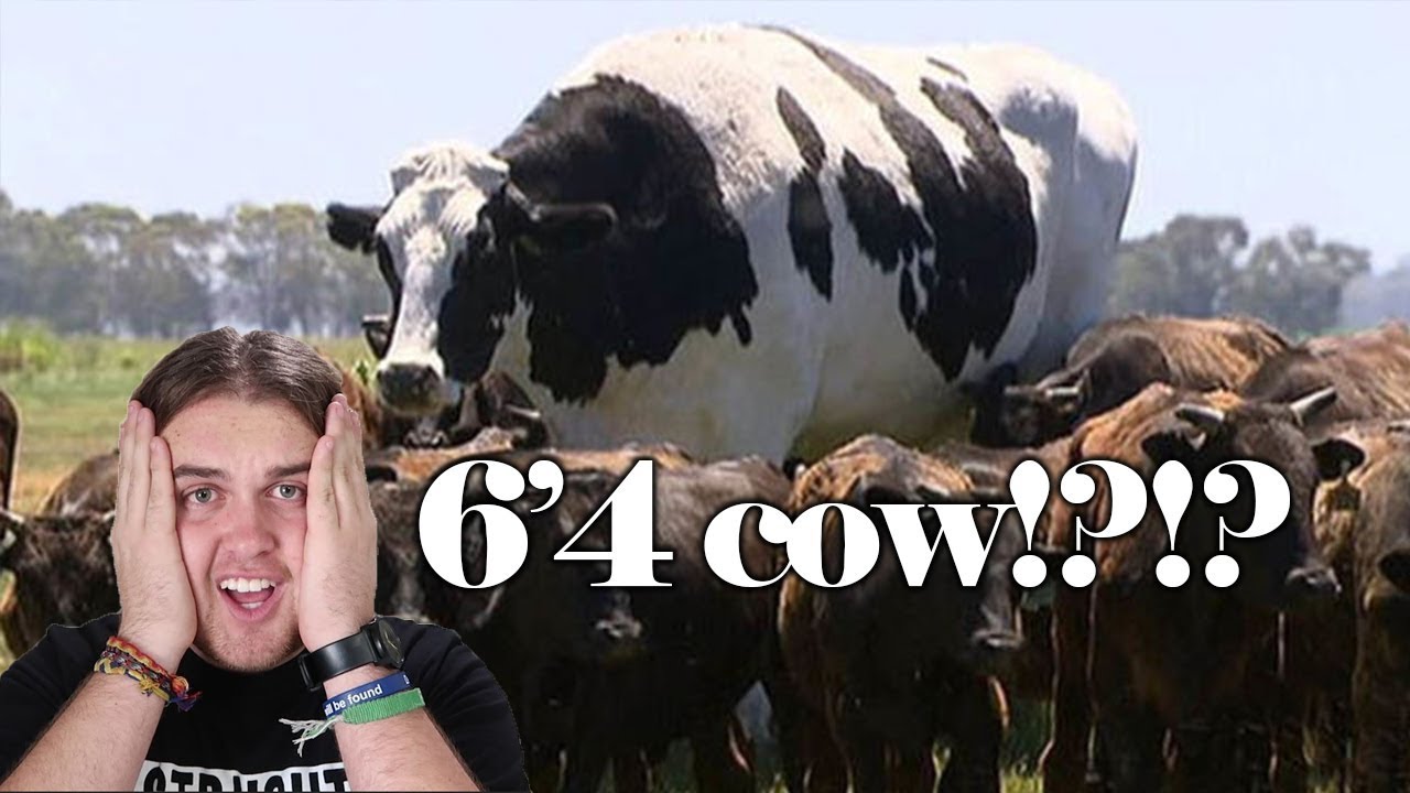 AUSTRALIA'S LARGEST COW *6'4 1440 KGS* LIVES NEAR ME (KNICKERS THE