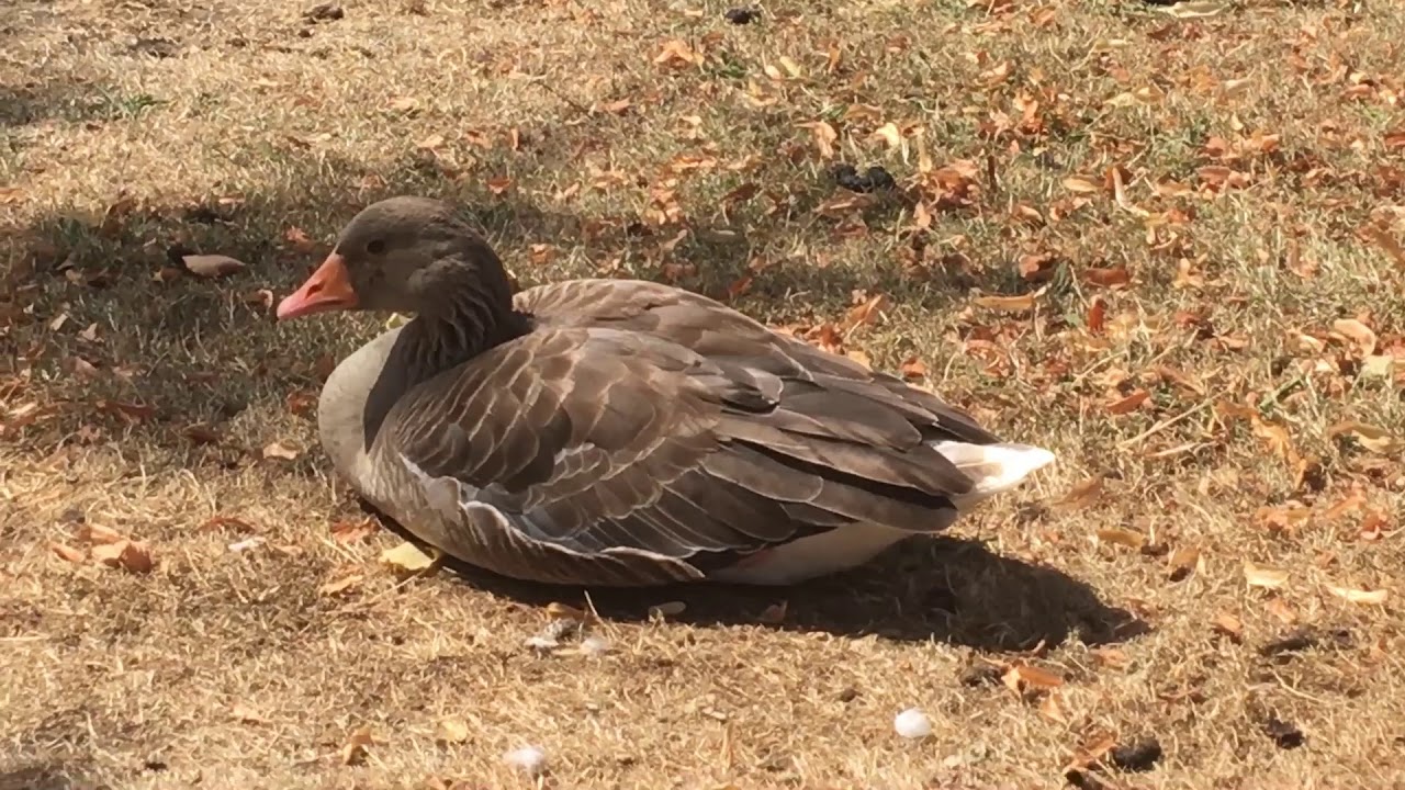 duck insurance YouTube