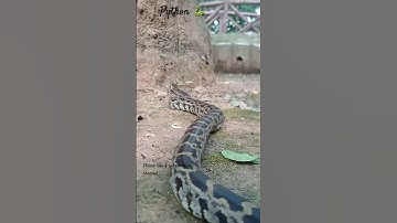 Payton vs anaconda #python #anaconda #snake #vairal #tranding #Vairal video #vairalshort
