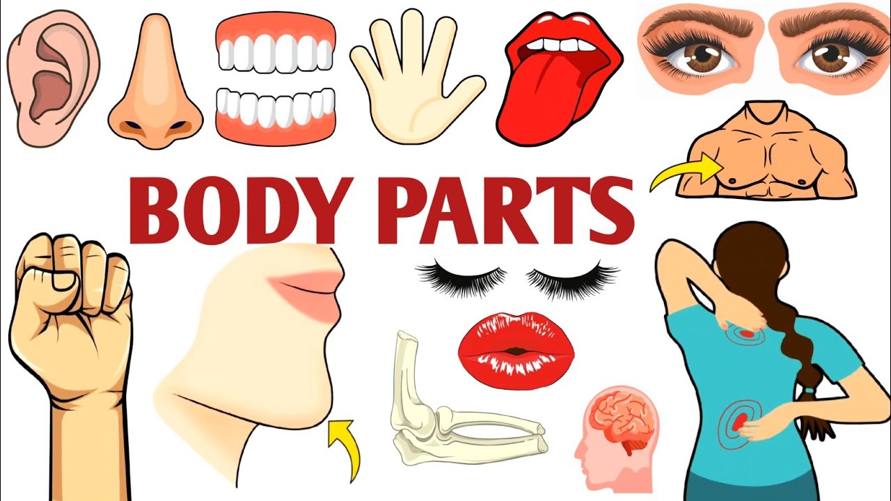 Parts of the Body | Parts of the Body for LKG Kids | Learn Body Parts & Sense Organs | #partsofbody 