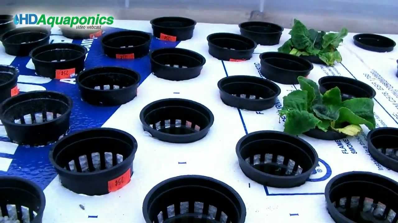 HD Aquaponics Ep.30 - Advanced Barrel Aquaponics, swirl filter 