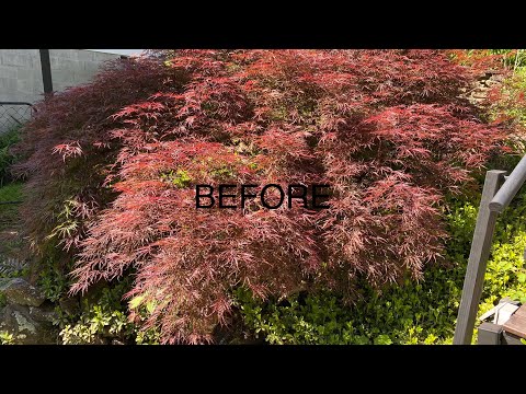 Thinning And Shaping Japanese Lace Leaf Maple