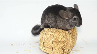 4 Funny chinchilla