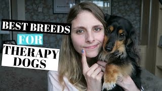 MY TOP 5 OF BEST BREEDS FOR THERAPY DOGS by I.and.A 17,543 views 6 years ago 5 minutes, 18 seconds